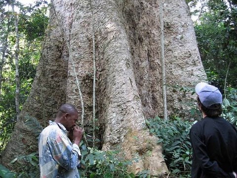 Gros arbre tricentenaire